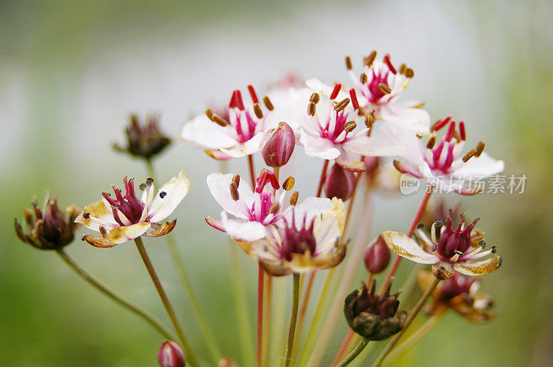 蒲草(Butomus umbellatus)